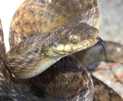 Madagascarophis colubrinus