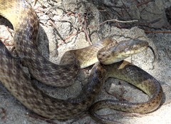 Madagascarophis colubrinus