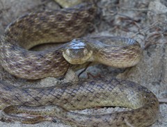 Madagascarophis colubrinus