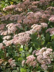 Hylotelephium maximum maximum