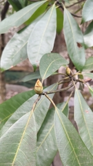 Machilus leptophylla