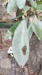 Machilus leptophylla