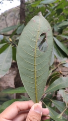 Machilus leptophylla