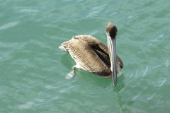 Pelecanus occidentalis