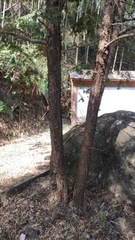 Taxus chinensis