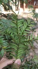 Taxus chinensis