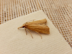 Calamotropha leptogrammellus