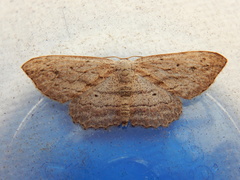 Scopula desita