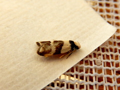 Eulechria triferella