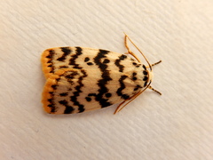 Hectobrocha pentacyma