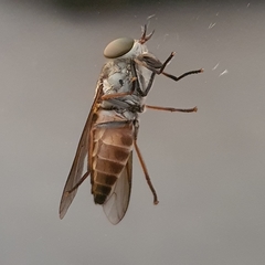 Insecta