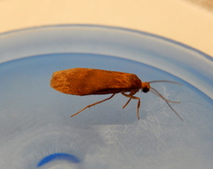 Lambula obliquilinea