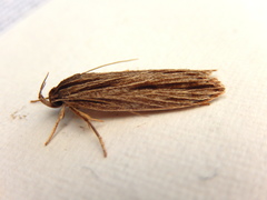 Leistarcha scitissimella