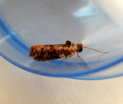 Lobesia physophora
