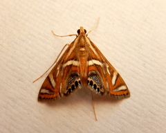 Margarosticha euprepialis