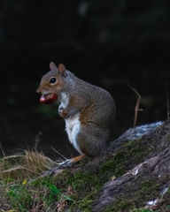 Sciurus carolinensis