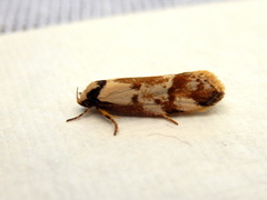 Palimmeces variegata