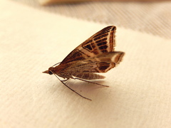 Phrataria transcissata