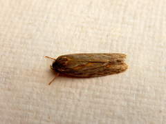 Phylomictis sarcinopa