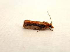 Statherotis euryphaea