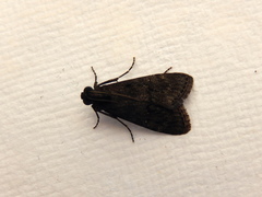 Stericta carbonalis
