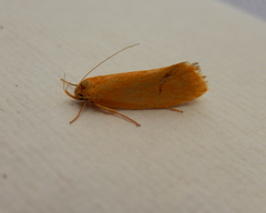 Telocharacta hemicroca