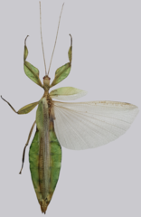 Cryptophyllium animatum