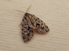 Thallarcha macilenta
