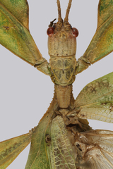 Cryptophyllium animatum