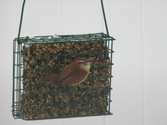 Thryothorus ludovicianus