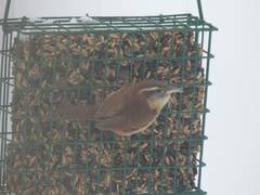 Thryothorus ludovicianus