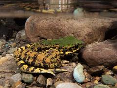 Green Odorous Frog photo 1