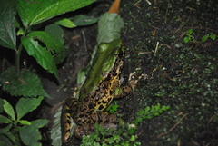 Green Odorous Frog photo 2