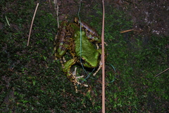 Green Odorous Frog photo 3