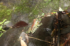 Mouping Sucker Frog photo 5