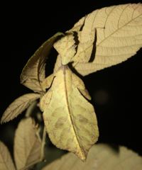 Cryptophyllium bankoi