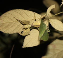 Cryptophyllium bankoi