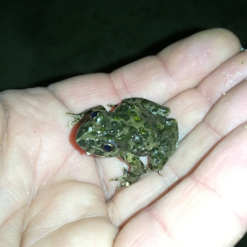 Lusitanian Parsley Frog, Seixal, Portugal, photo 7 of 10