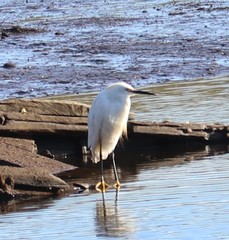 Egretta thula thula