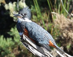 Megaceryle torquata stellata