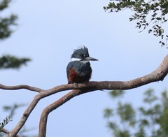 Megaceryle torquata stellata