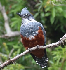 Megaceryle torquata stellata