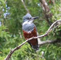 Megaceryle torquata stellata