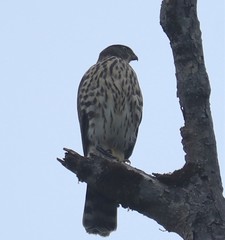 Accipiter chilensis