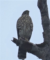 Accipiter chilensis