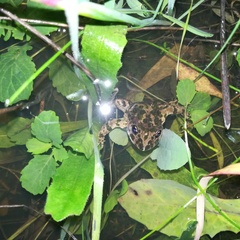 Pelodytes atlanticus