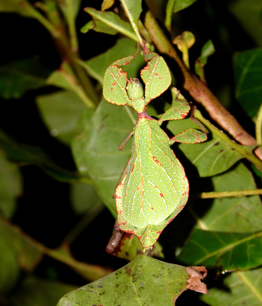Cryptophyllium bollensi