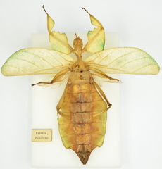 Cryptophyllium celebicum