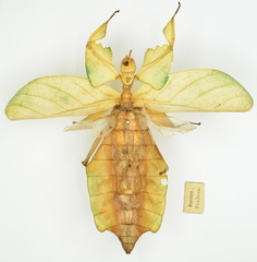 Cryptophyllium celebicum