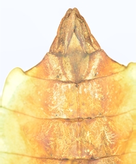 Cryptophyllium celebicum